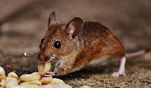 24 Hour & Emergency Exterminators in Wentworth Springs, CA